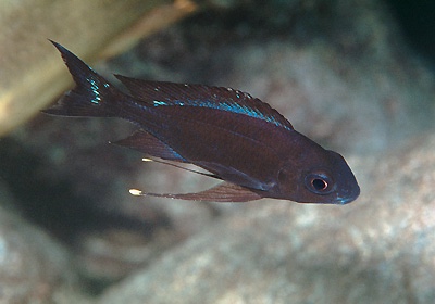 Ophthalmotilapia boops 'Msalaba'
